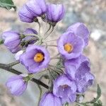 Solanum fiebrigii Fleur