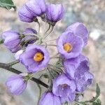 Solanum fiebrigii Цвят