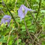 Clematis occidentalis Blomst