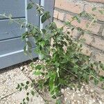 Cotoneaster franchetii Foglia