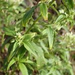 Chromolaena odorata Blatt