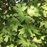 Acer grandidentatum आदत