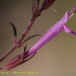 Thymus longiflorus Flower