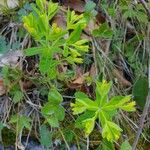 Euphorbia carniolica Flor