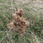 Arctium lappa L.Fruit