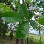 Vitex megapotamicaFulla