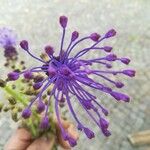 Leopoldia comosa Flor