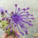 Muscari comosum Fula