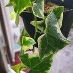 Senecio macroglossus Hoja
