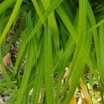 Hemerocallis middendorffii List