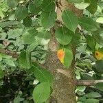Pyrus elaeagrifolia 樹皮