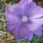 Malva alceaFlor