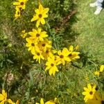 Coreopsis tripteris Квітка