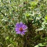 Symphyotrichum novae-angliaeफूल