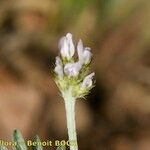 Biserrula epiglottis फूल