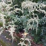 Artemisia lactiflora Flors