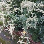 Artemisia lactiflora Кветка