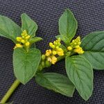 Polygala furcata Hábito