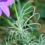 Delphinium fissum Blatt