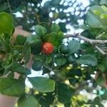 Murraya paniculata Fruit