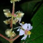 Conostegia bracteata Flower