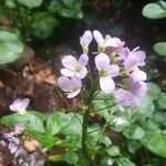 Cardamine raphanifolia Květ