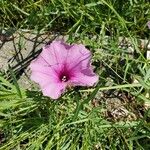 Ipomoea sagittata 花