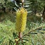 Banksia marginata Blüte
