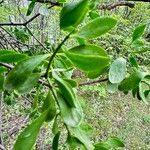 Loranthus europaeus Feuille