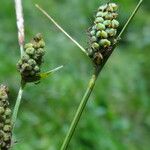 Carex tomentosa Fruit