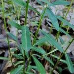 Euphorbia dulcis Otro