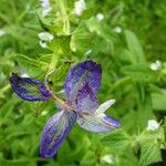 Salvia viridis Flower