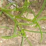 Spergularia diandra Hoja