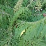 Ambrosia artemisiifolia ফুল