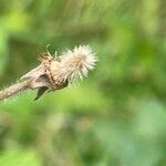 Geum urbanum Frugt