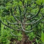 Euphorbia neriifolia Blad