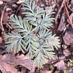 Dicentra canadensis Leaf