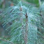 Pinus patula Leaf