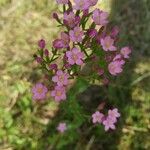 Centaurium erythraeaFlor