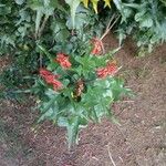 Erythrina humeana Floro