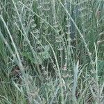 Equisetum fluviatile Φύλλο