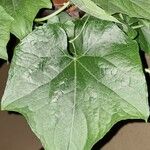 Sechium edule Φύλλο
