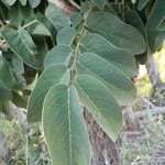 Machaerium opacum Leaf