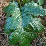 Acanthus mollis Leht