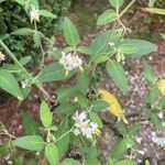 Solanum chenopodioides 果