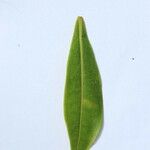 Foetidia mauritiana Other