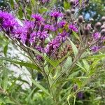 Vernonia fasciculata Flor