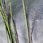 Nardus stricta Цвят
