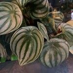 Peperomia argyreia Folha