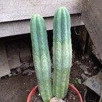 Trichocereus macrogonus Bark